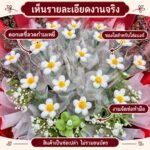 รายละเอียดช่อเปล่าสีแดง ดอกเดซี่ลวดกำมะหยี่และช่องใส่ธนบัตร